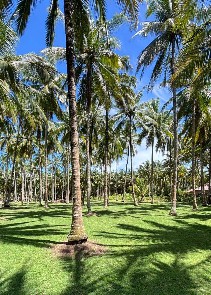 PT Sumber Mulia Agro 23
