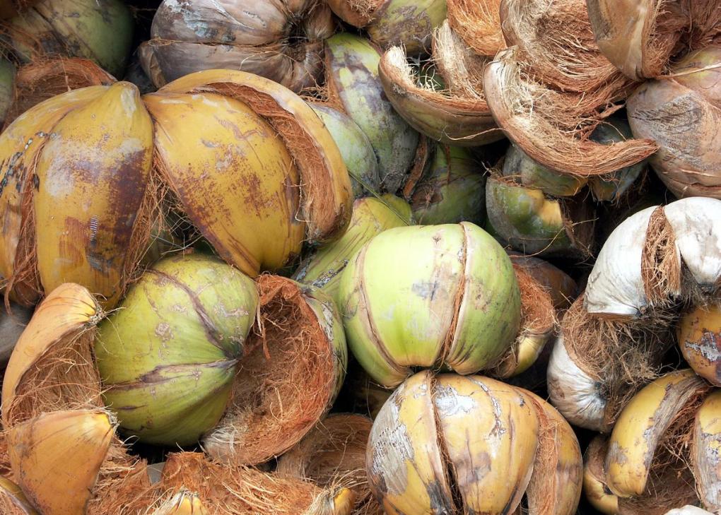 PT Sumber Mulia Agro 23.jpg